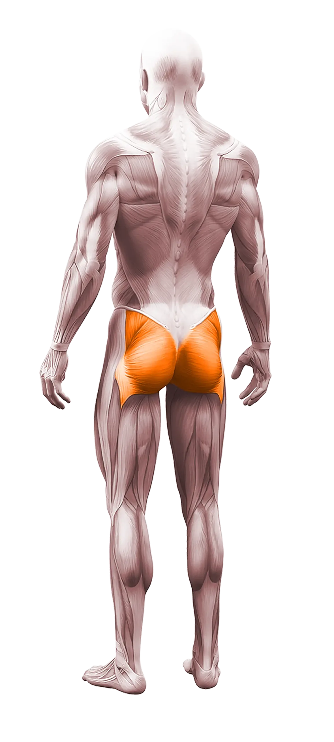 gluteus